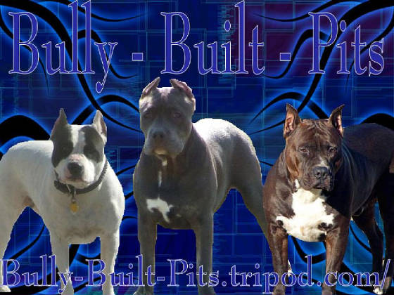 bullybuiltpitsbanner.jpg